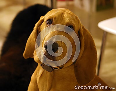Purebred bloodhound 8 old months puppy with lovely eyes Stock Photo
