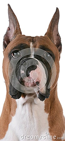 Purebred boxer Stock Photo