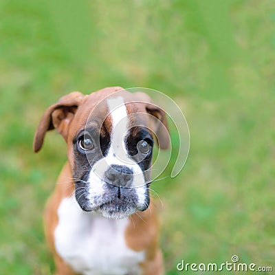 Purebred Boxer puppy dog laying in the grass on sunny summer day Stock Photo