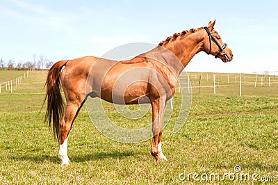 Purebred braided chestnut stallion standing on pasturage. Exterior image. Stock Photo