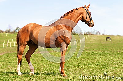 Purebred braided red stallion standing on pasturage. Exterior image. Stock Photo
