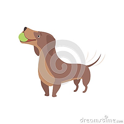 Purebred brown dachshund dog playing with ball vector Illustration on a white background Vector Illustration