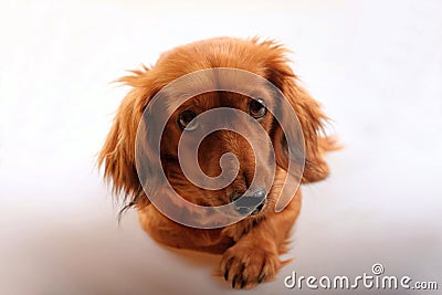 Purebred brown longhaired dachshund dog Stock Photo