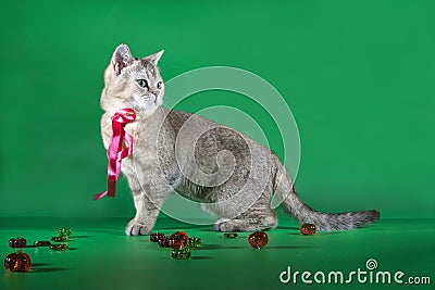 Purebred cat with a red ribbon on his neck standing on green background Stock Photo