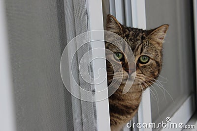 Purebred cat tabby British Stock Photo