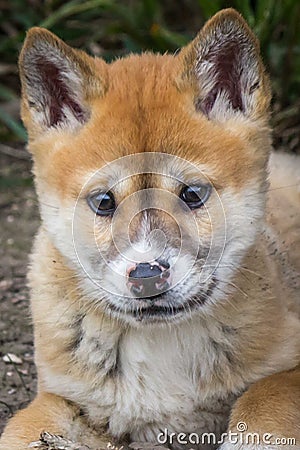 Purebred Dingo Puppy, Victoria, Australia, August 2018 Stock Photo