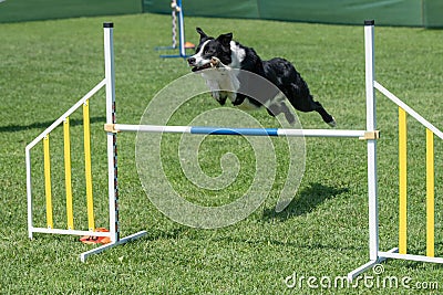 Purebred dog Border Collie jumping over obstacle on agility comp Editorial Stock Photo