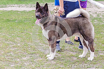 A purebred dog, a domestic pet of the American Akita breed, brown color outdoors next to the owner and people in the Stock Photo