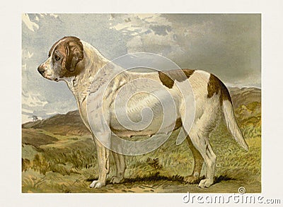 Dog Illustration. Saint Bernard Stock Photo