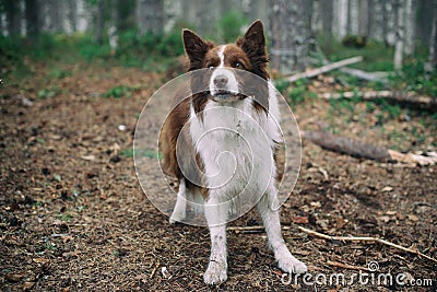 Dog in the forest. brown border collie in the forest. Stock Photo