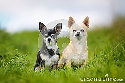 Purebred dogs Stock Photo