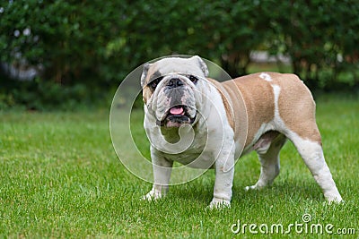 Purebred English Bulldog on green lawn. Young dog standing on green grass and looking at camera. Stock Photo