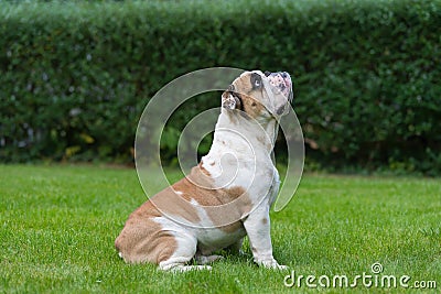 Purebred English Bulldog on green lawn. Young dog standing on green grass and looking up. Stock Photo