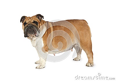Purebred English bulldog isolated on a white background Stock Photo