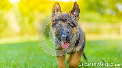 Purebred German Shepherd puppy in green grass Stock Photo