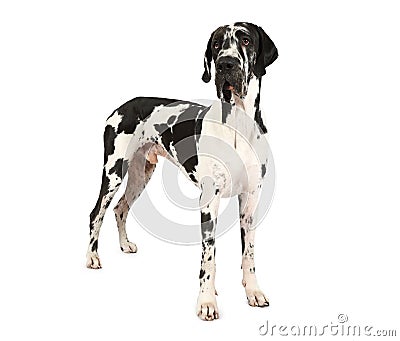 Purebred Great Dane dog isolated on a white background Stock Photo