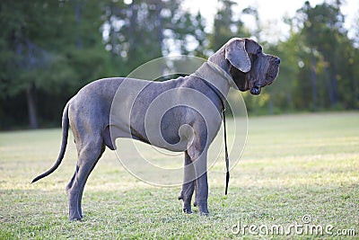 Purebred Great Dane Stock Photo