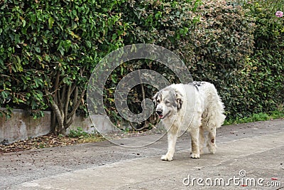 A purebred Great Pyrenees dog walking Stock Photo