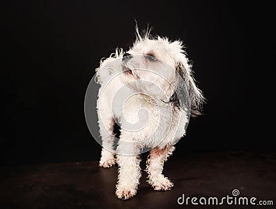 Purebred Havanese dog Stock Photo