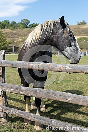 A purebred heavyweight stallion behind the wooden fence close up. Sunny weather, rural life concept Stock Photo