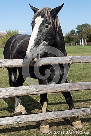 A purebred heavyweight stallion full length behind the fence close up Stock Photo