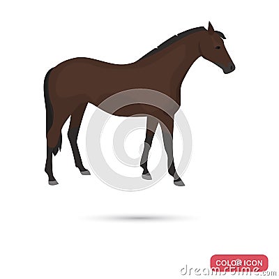 Purebred horse color flat icon Vector Illustration