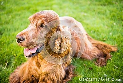 Purebred Irish Setter Dog Canine Pet Laying Down Stock Photo