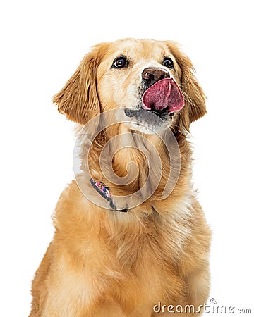 Excited Hungry Golden Retriever Dog Closeup Stock Photo