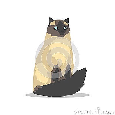 Purebred long-haired birman cat with blue eyes, dark markings on muzzle, tail and paws. Cartoon domestic animal. Flat Vector Illustration