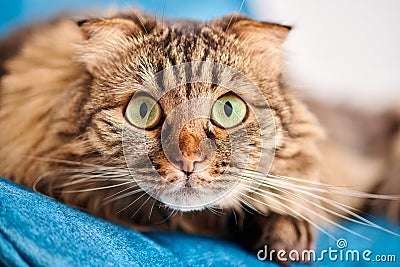Purebred longhair Highland Scottish Fold cat lying on blue velvet, fluffy domestic cat close up Stock Photo