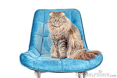 Purebred longhair Highland Scottish Fold cat standing on blue velvet chair isolated white background Stock Photo