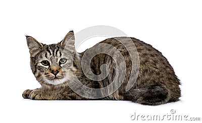 Pixie Bob cat kitten laying down side ways isolated on white background and looking to camera Stock Photo