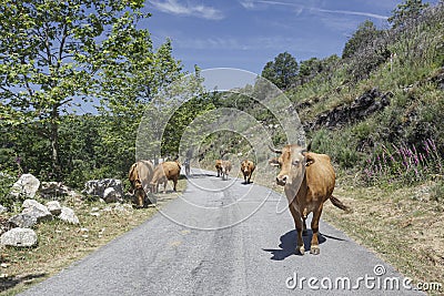 Purebred portuguese mountain cows Stock Photo