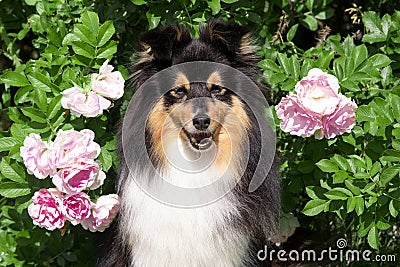 purebred shetland sheepdogs sitting outdoors on sunny summer day in blooming garden full of pink roses Stock Photo