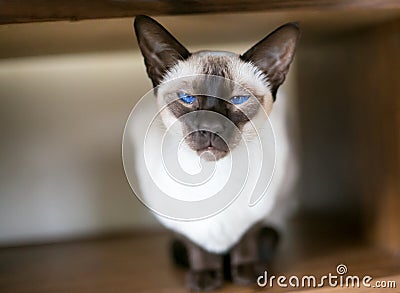 A purebred Siamese cat with bright blue eyes Stock Photo