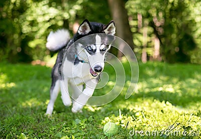 A purebred Siberian Husky dog chasing a ball Stock Photo