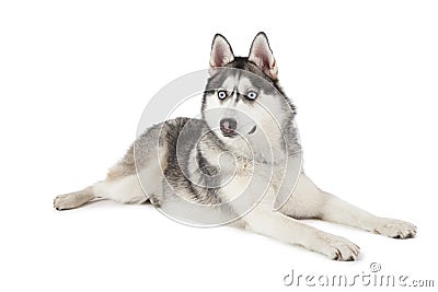 Purebred Siberian Husky dog isolated on white Stock Photo