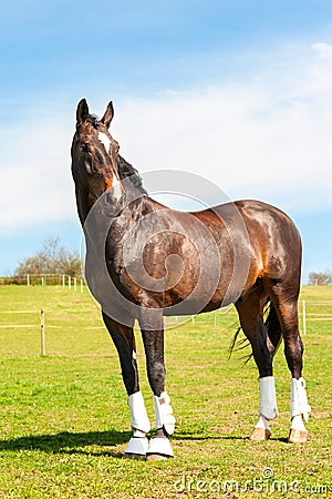Purebred stallion in bandages standing on pasturage. Multicolored exterior image. Stock Photo