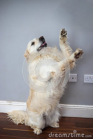 White golden retriever standing on two legs and lifting the other two as it to give a high five Stock Photo