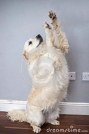 White golden retriever standing on two legs and lifting the other two as it to give a high five Stock Photo