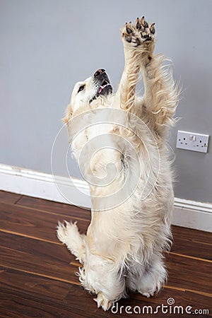 White golden retriever standing on two legs and lifting the other two as it to give a high five Stock Photo