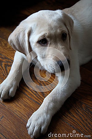 Purebred yellow Labrador retriever puppy laying down on wood floor Stock Photo