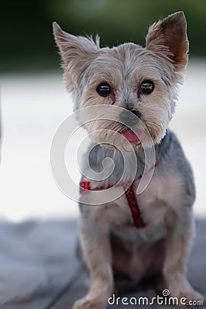 Purebred Yorkshire terrier sitting with its tongue out. The Cutest Little Yorkshire Terrier Sticking Out Her Tongue Stock Photo