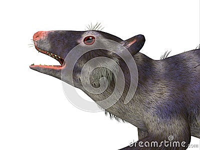 Purgatorius Primate Head Stock Photo