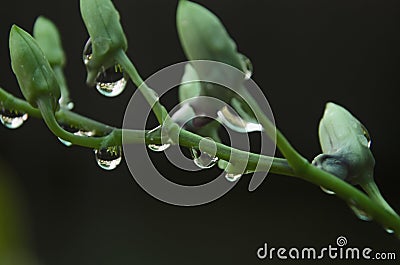 Purity dew drops of rains on braches of orchid Stock Photo