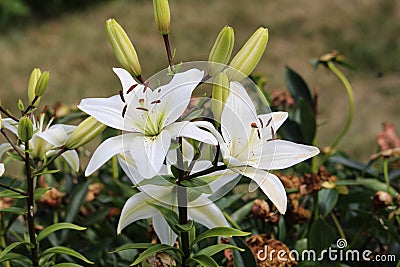 Purity in white asiatic lilies Stock Photo