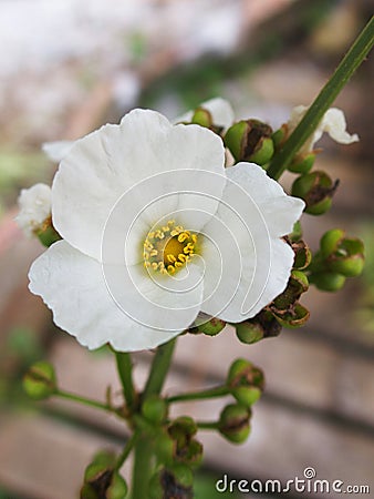 Purity White ... Stock Photo