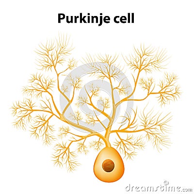 Purkinje cell or Purkinje neuron Vector Illustration