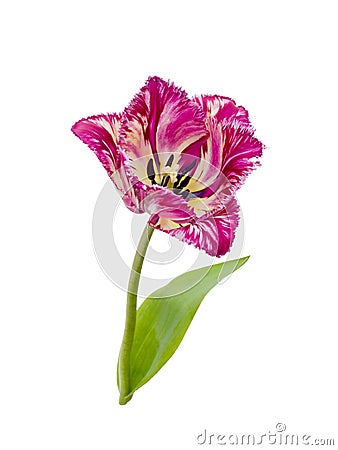 Purpl fringed tulip Stock Photo