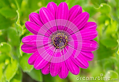 Purple African Daisy Stock Photo